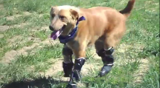 Bionic Dog