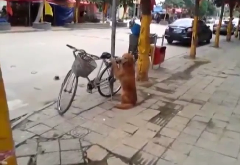 dog bike lock