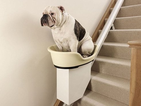 dog-stairlift dog-stairlift